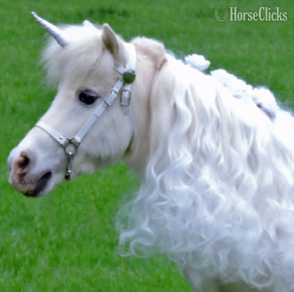 "Helpful Hints"  Mare American Miniature