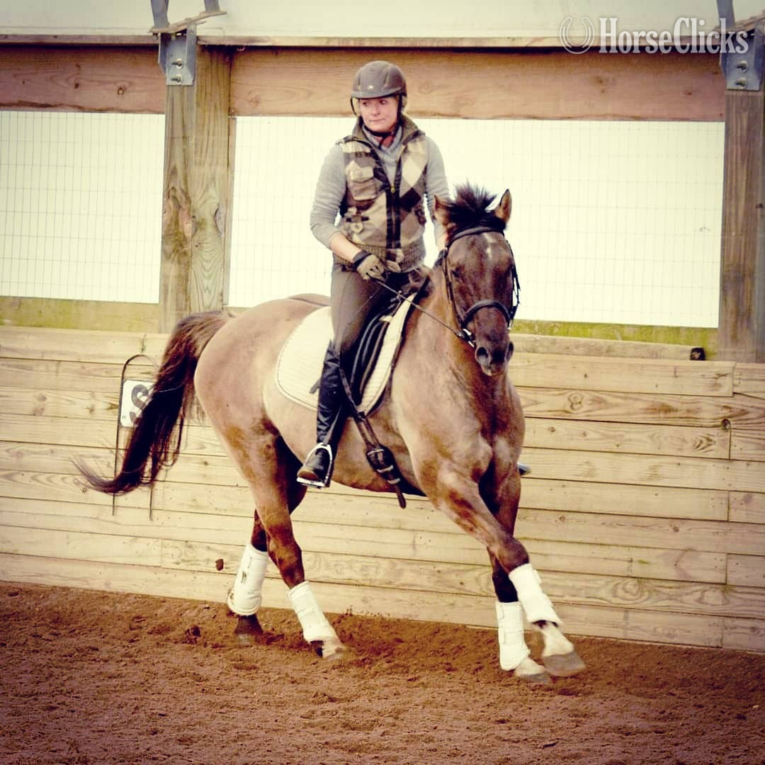 Mississippi "Rocky" Grullo Gelding Paint