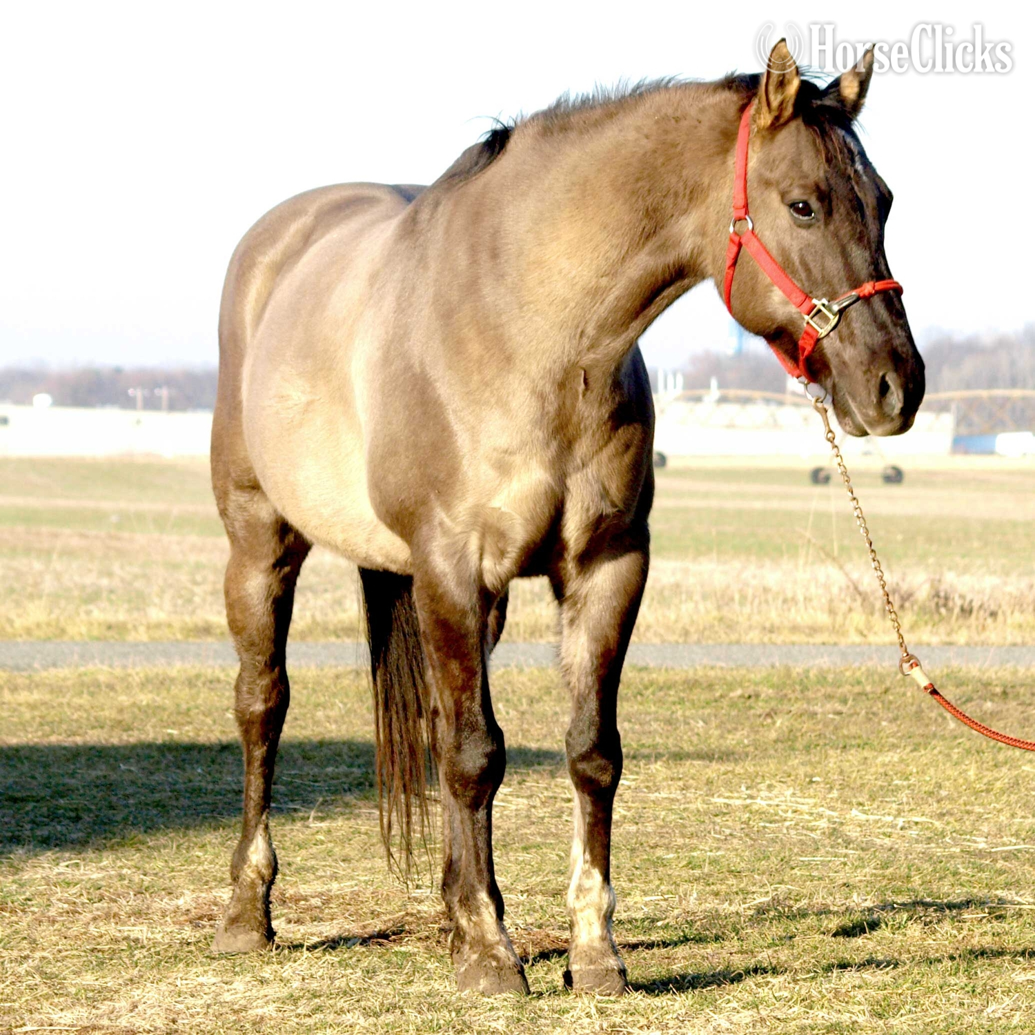 "Rocky" Grullo Gelding Paint in Mississippi