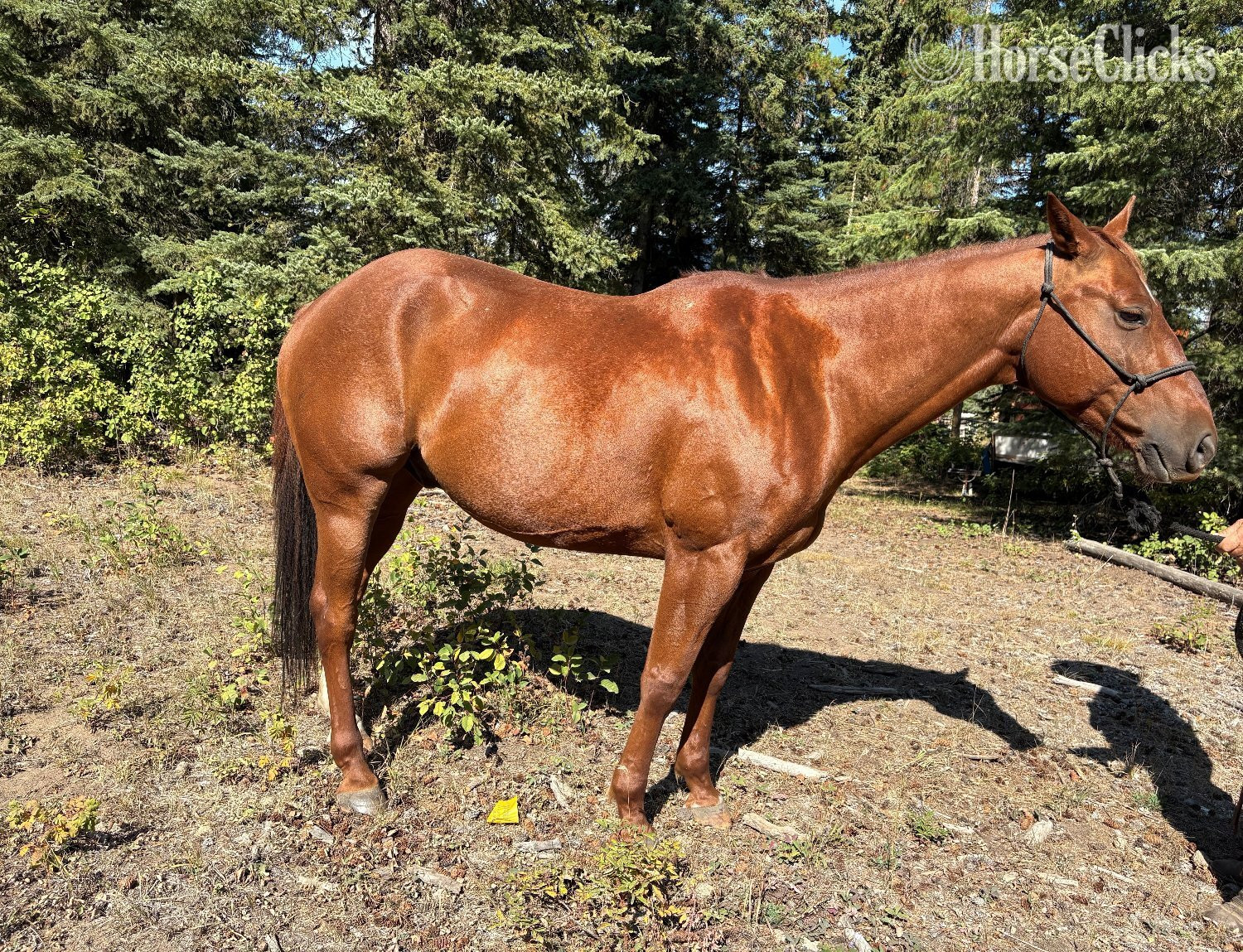 "Snip" Sorrel Gelding Quarter Horse