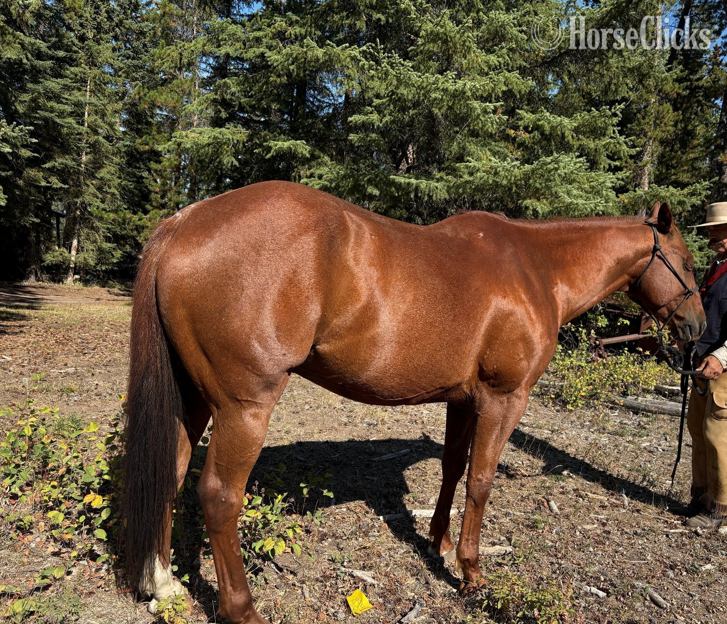 Alberta "Snip" Sorrel Gelding Quarter Horse
