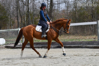 "Fenwick"  Gelding Thoroughbred