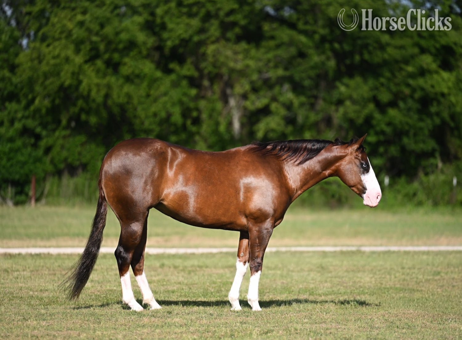 "Vixen" Chestnut Mare Quarter Horse in Texas