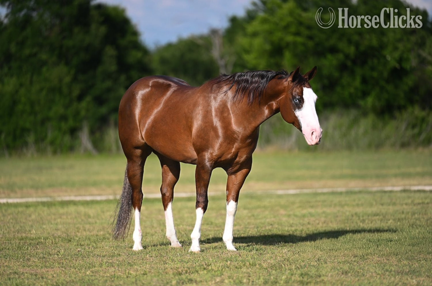 "Vixen" Chestnut Mare Quarter Horse