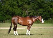 "Vixen" Chestnut Mare Quarter Horse