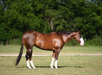 "Vixen" Chestnut Mare Quarter Horse