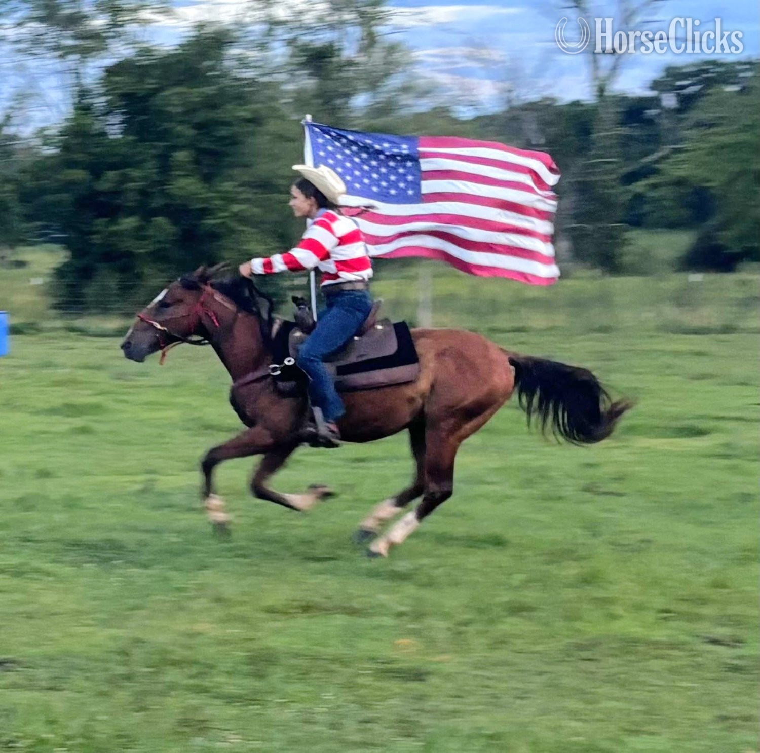 Tennessee "Rebel Traveler" Bay Gelding Mustang