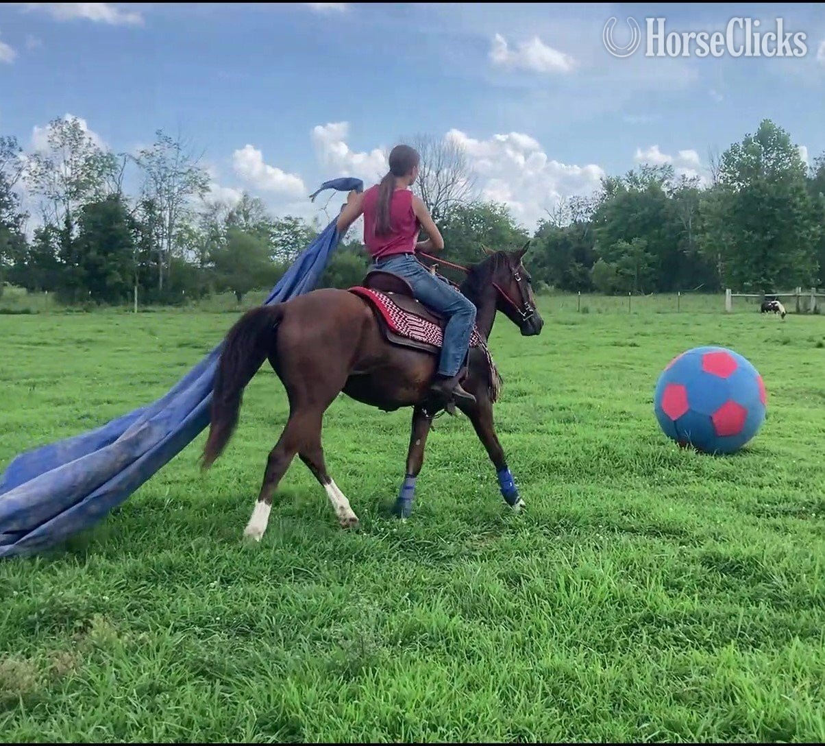 "Rebel Traveler" Bay Gelding Mustang - Mustang in Tennessee