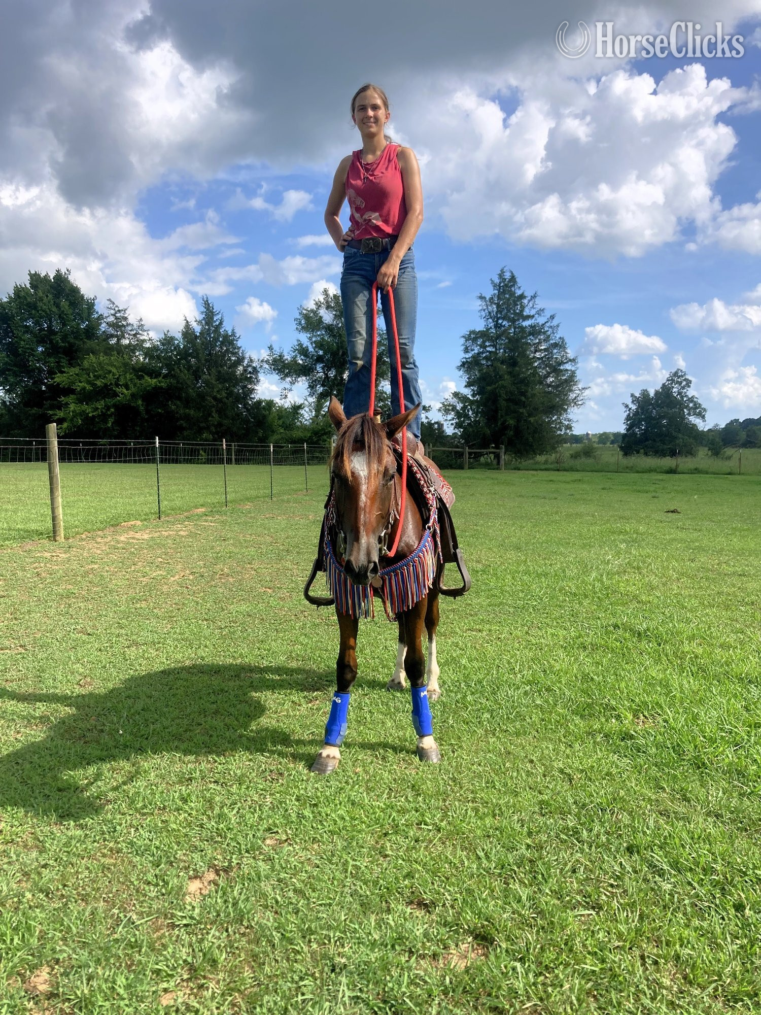 "Rebel Traveler" Bay Gelding Mustang Tennessee