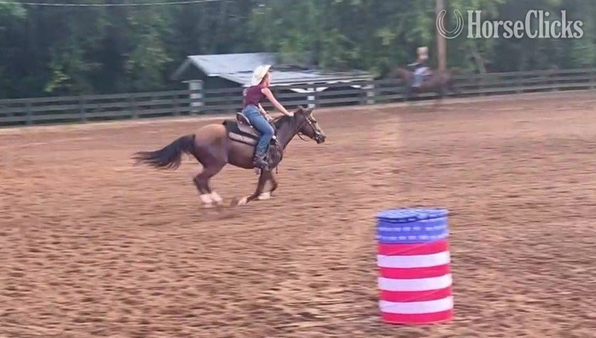 Mustang - "Rebel Traveler" Bay Gelding Mustang in Tennessee