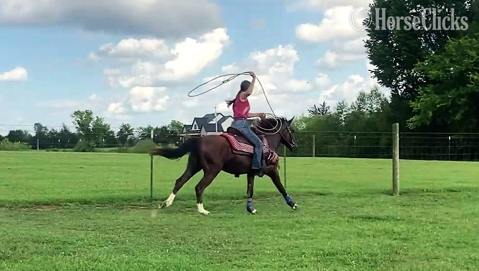 Mustang - "Rebel Traveler" Bay Gelding Mustang