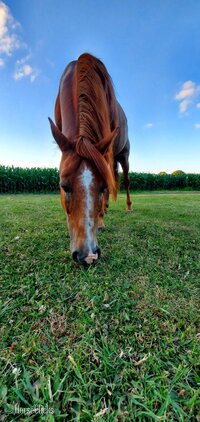 "Bo" Chestnut Gelding Morgan in Michigan