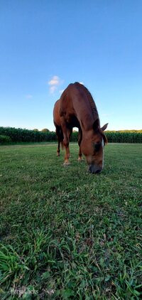 "Bo" Chestnut Gelding Morgan
