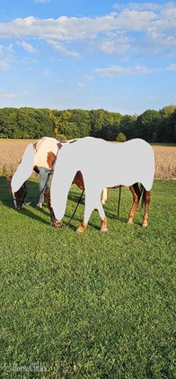 Michigan "Bo" Chestnut Gelding Morgan
