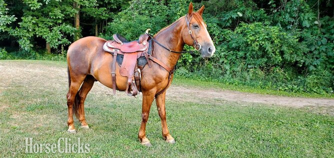 "Bo" Chestnut Gelding Morgan - Morgan in Michigan