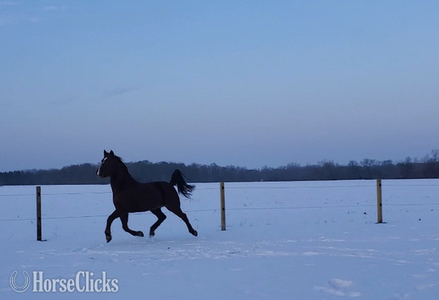 "Bo" Chestnut Gelding Morgan - Morgan