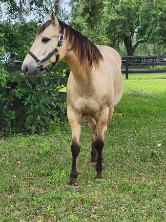 "Harlem " Palomino Gelding Quarter Horse