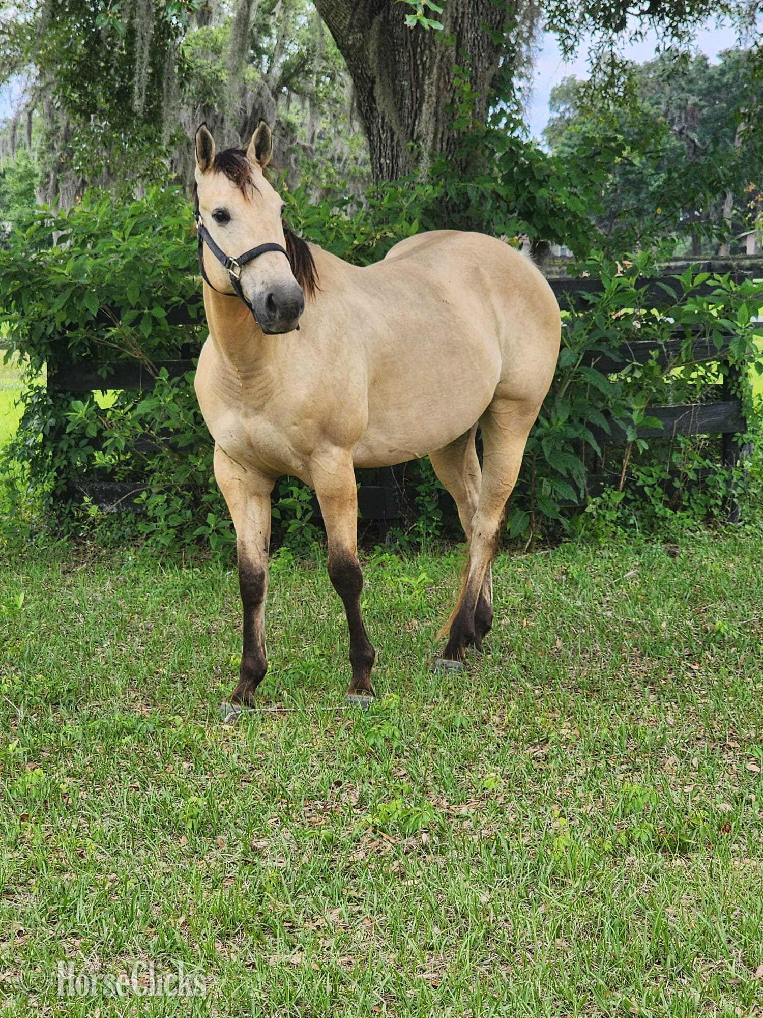 "Harlem " Palomino Gelding Quarter Horse