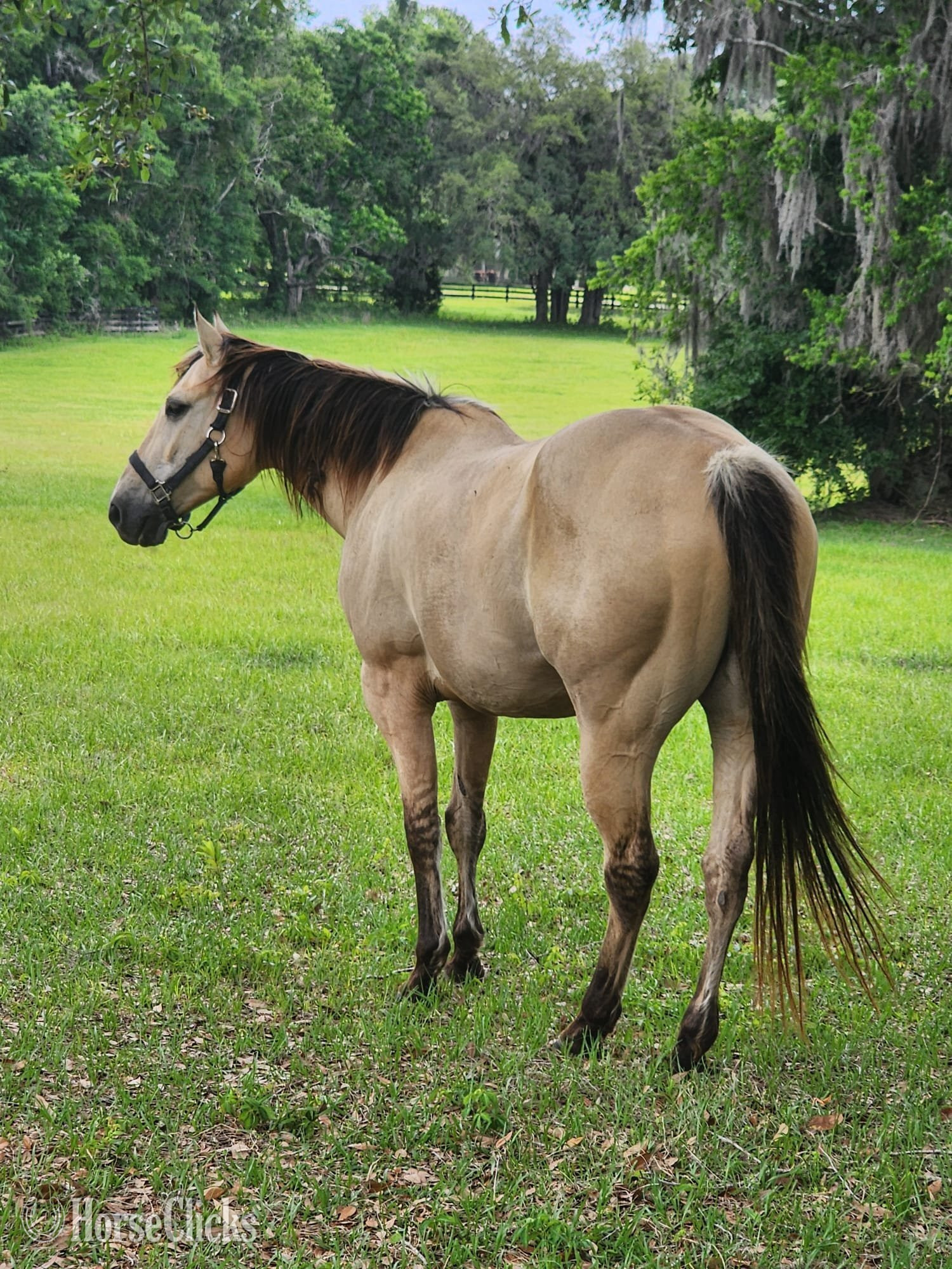 Florida "Harlem " Palomino Gelding Quarter Horse