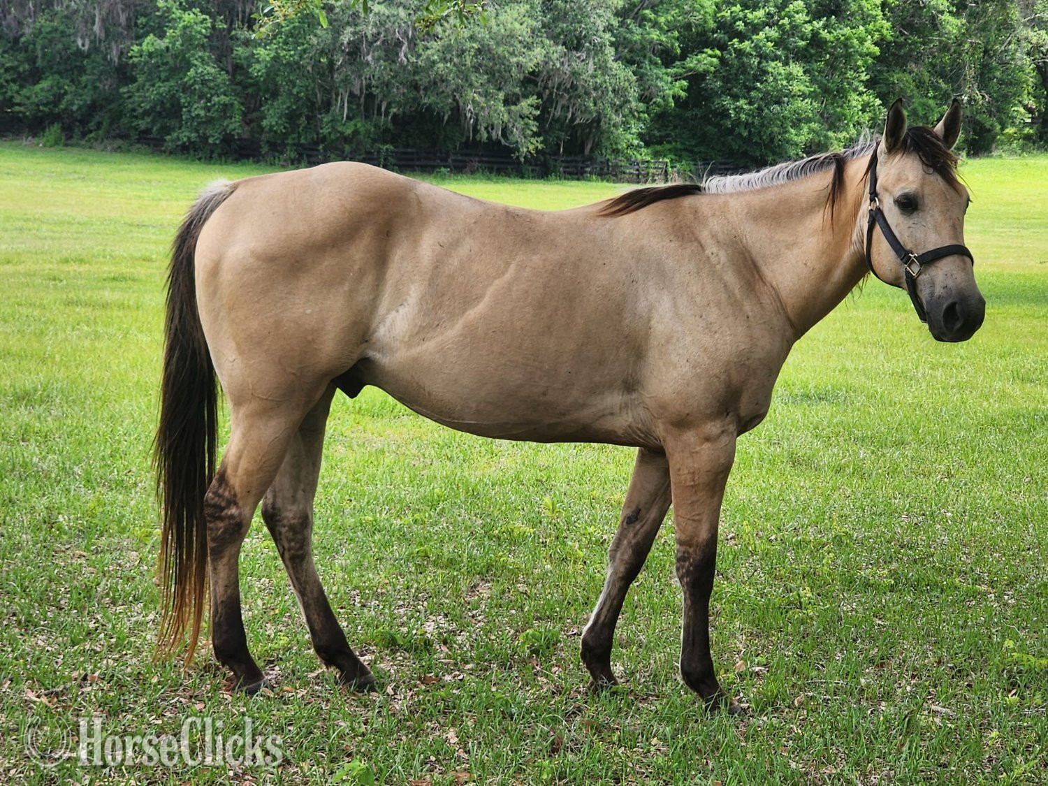 "Harlem " Palomino Gelding Quarter Horse - Quarter Horse in Florida
