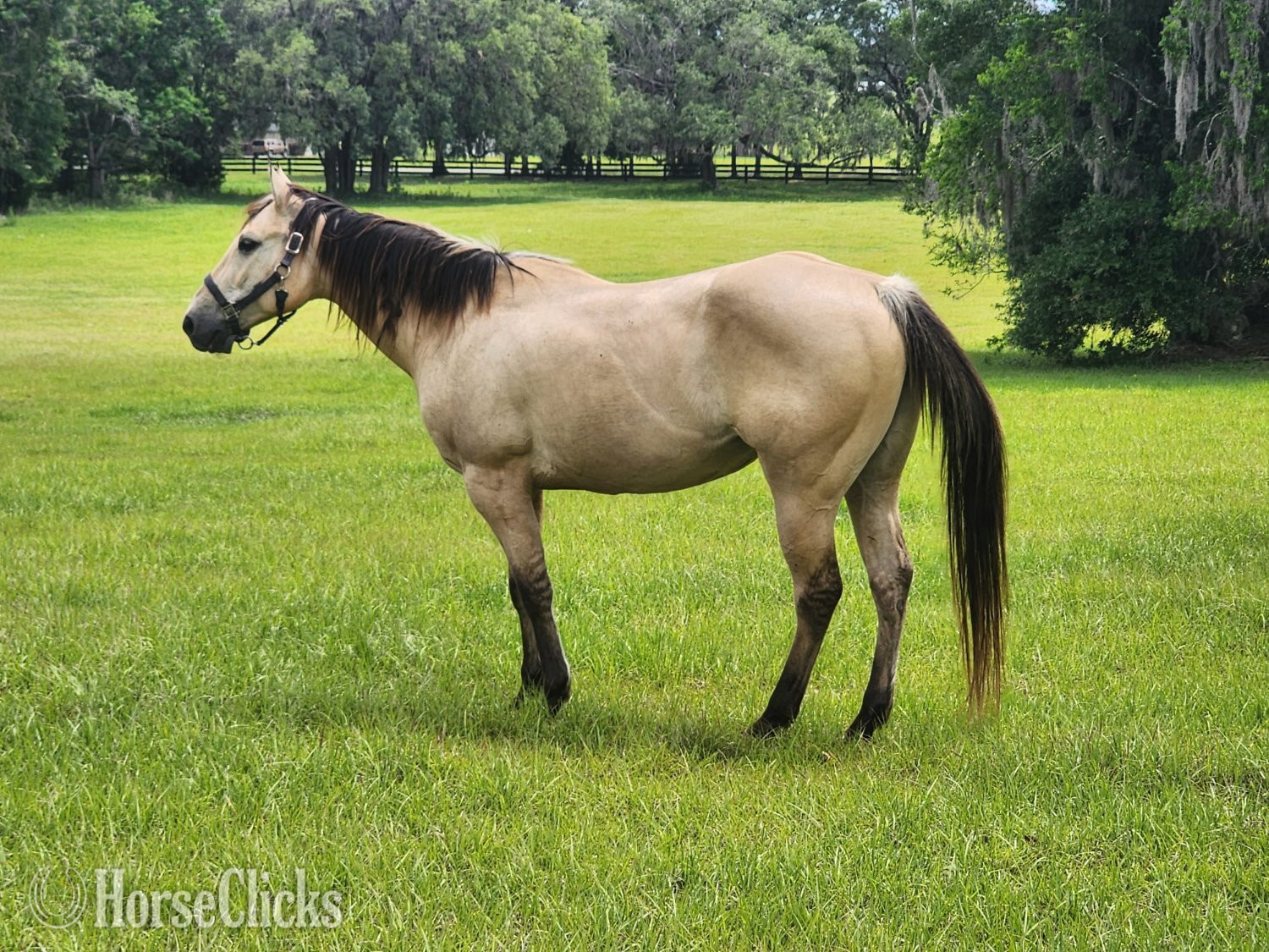 "Harlem " Palomino Gelding Quarter Horse - Quarter Horse