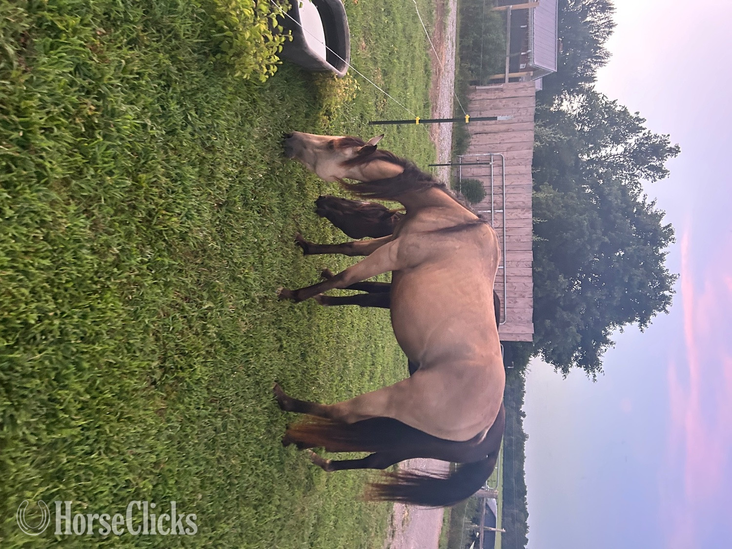 "Sweet Pea" Buckskin Mare Quarter Horse