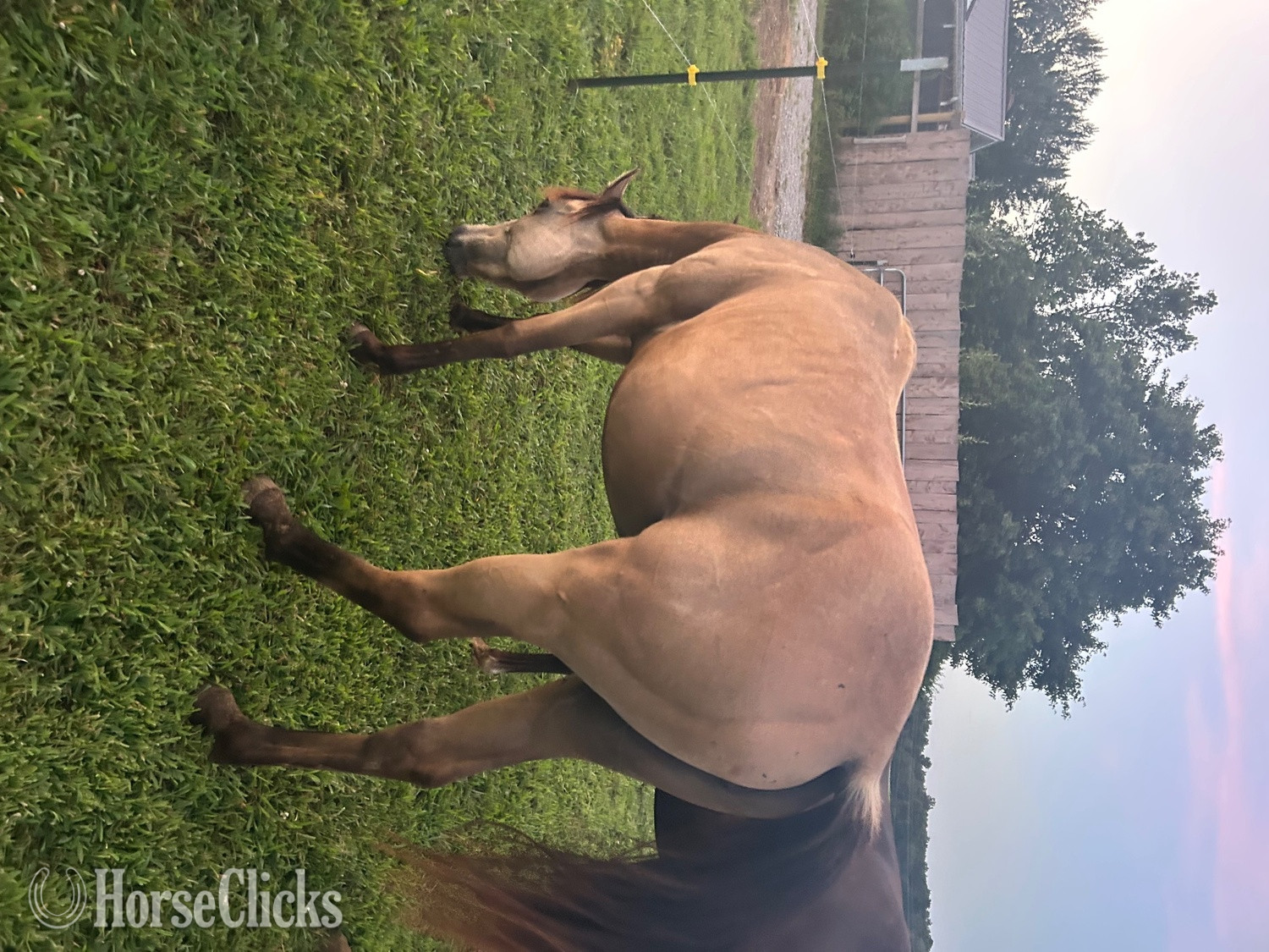 Kentucky "Sweet Pea" Buckskin Mare Quarter Horse