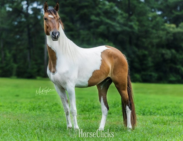 "DUNITA " Pinto Filly Paso Fino in Mississippi