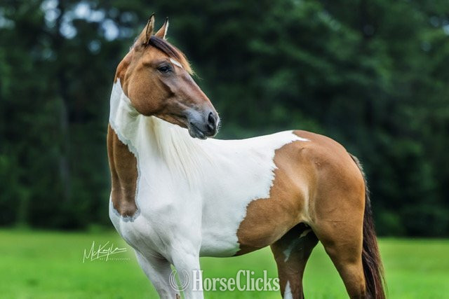 "DUNITA " Pinto Filly Paso Fino