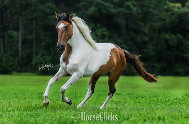 Mississippi "DUNITA " Pinto Filly Paso Fino