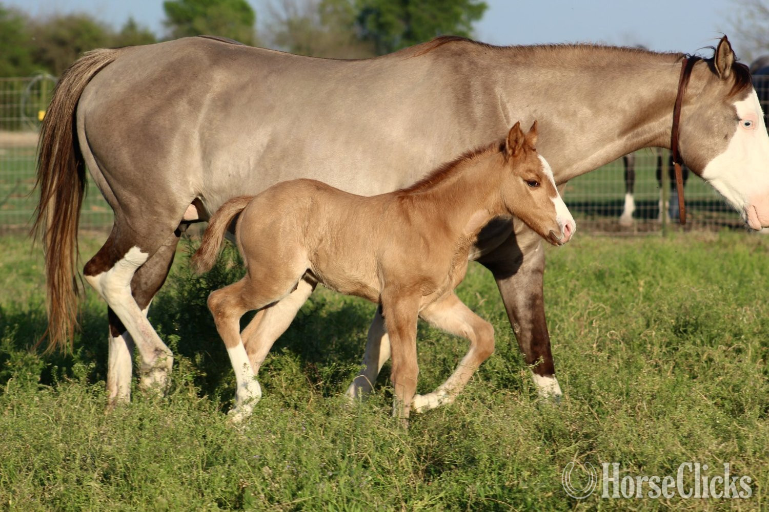 "SHINING C HASHTAGS" Red Dun Colt Quarter Horse in Texas
