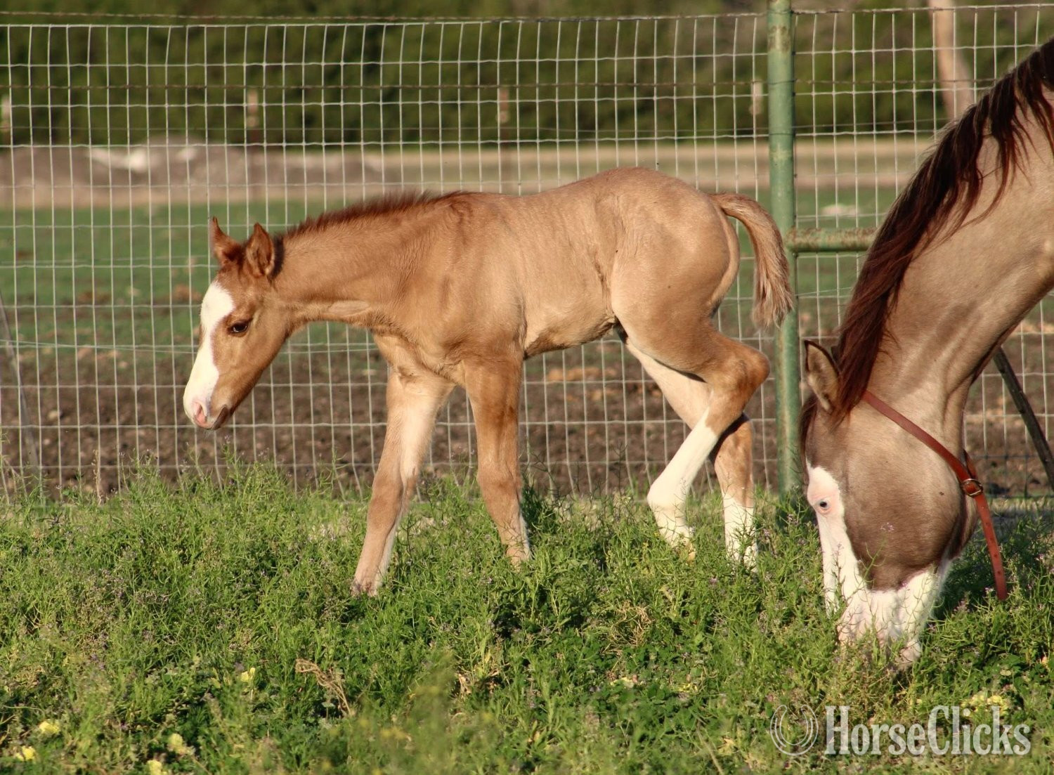 "SHINING C HASHTAGS" Red Dun Colt Quarter Horse