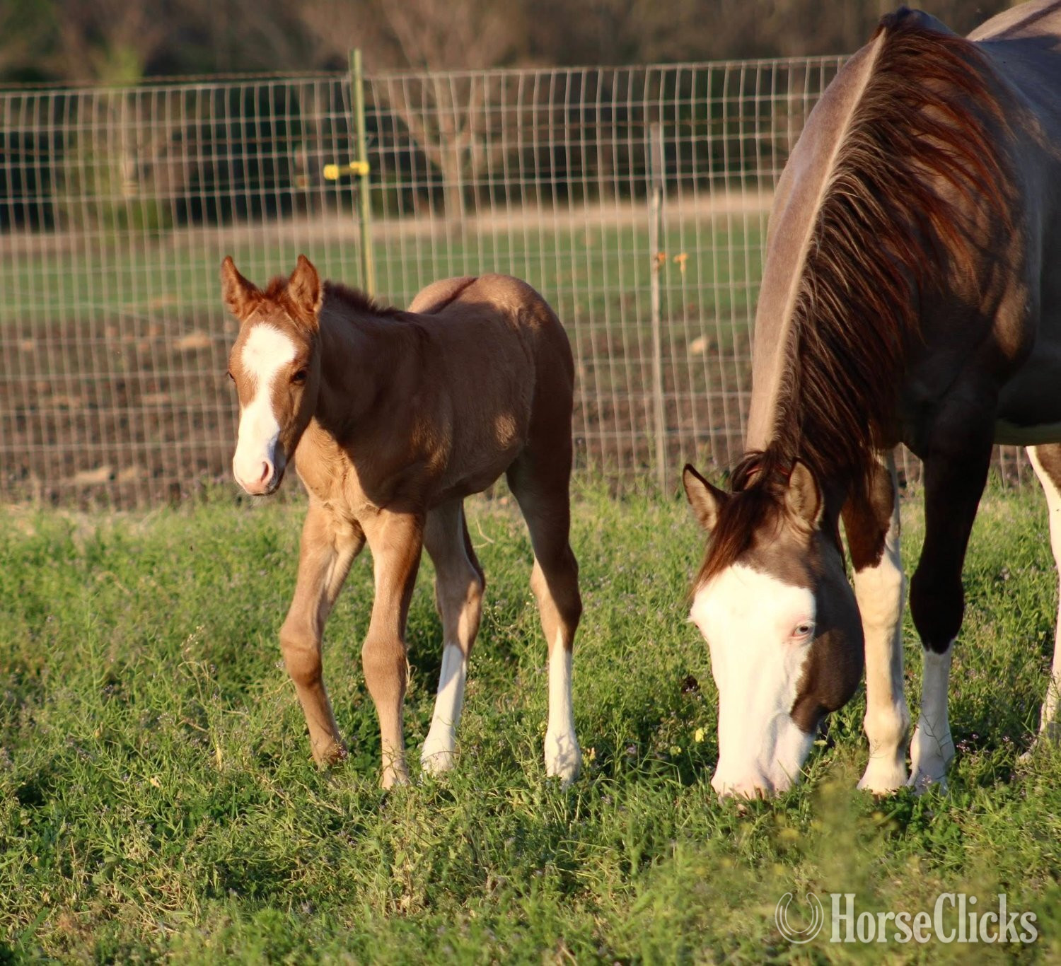Texas "SHINING C HASHTAGS" Red Dun Colt Quarter Horse