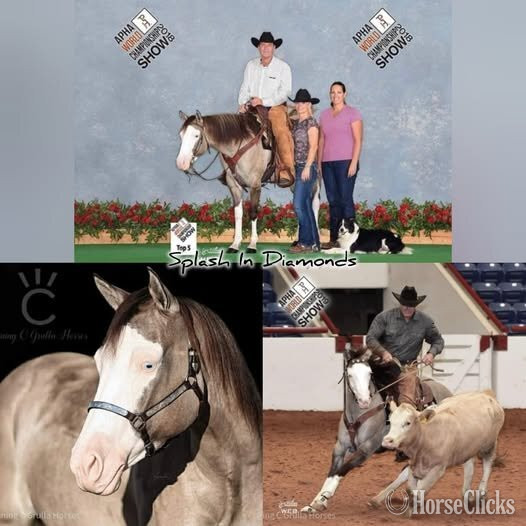 "SHINING C HASHTAGS" Red Dun Colt Quarter Horse - Quarter Horse in Texas