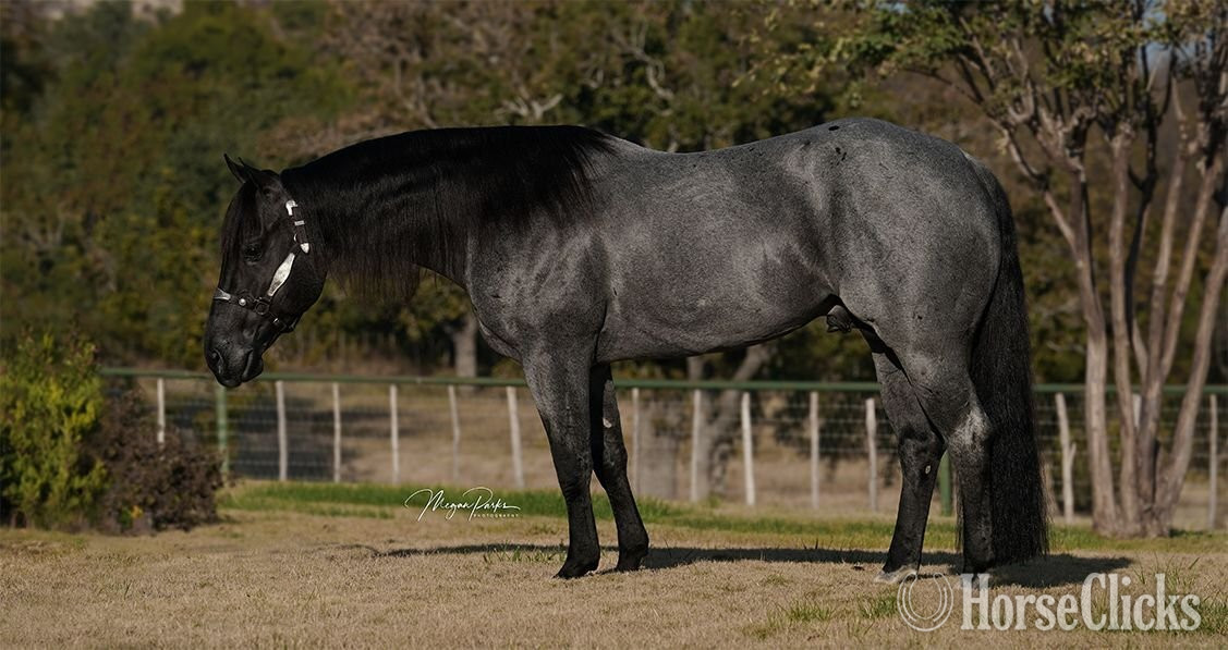 "SHINING C HASHTAGS" Red Dun Colt Quarter Horse - Quarter Horse