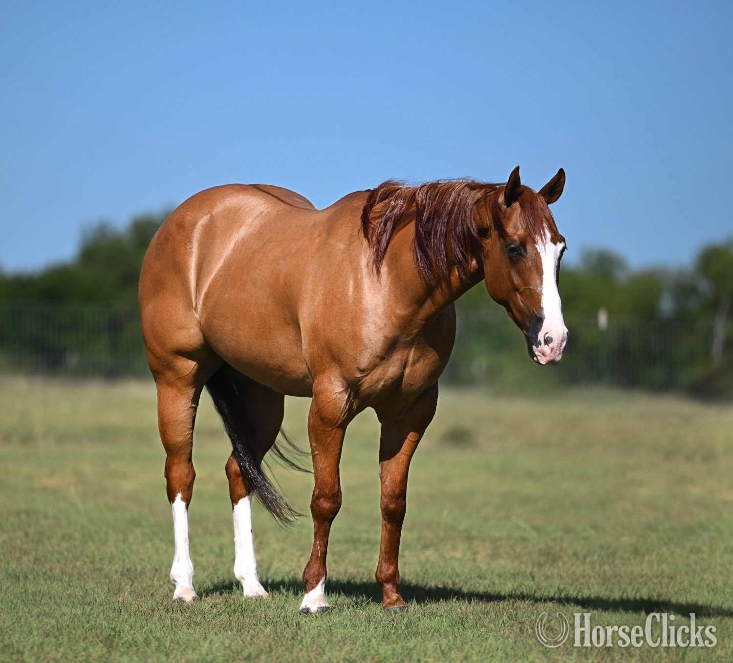 "Jango" Dun Gelding Quarter Horse