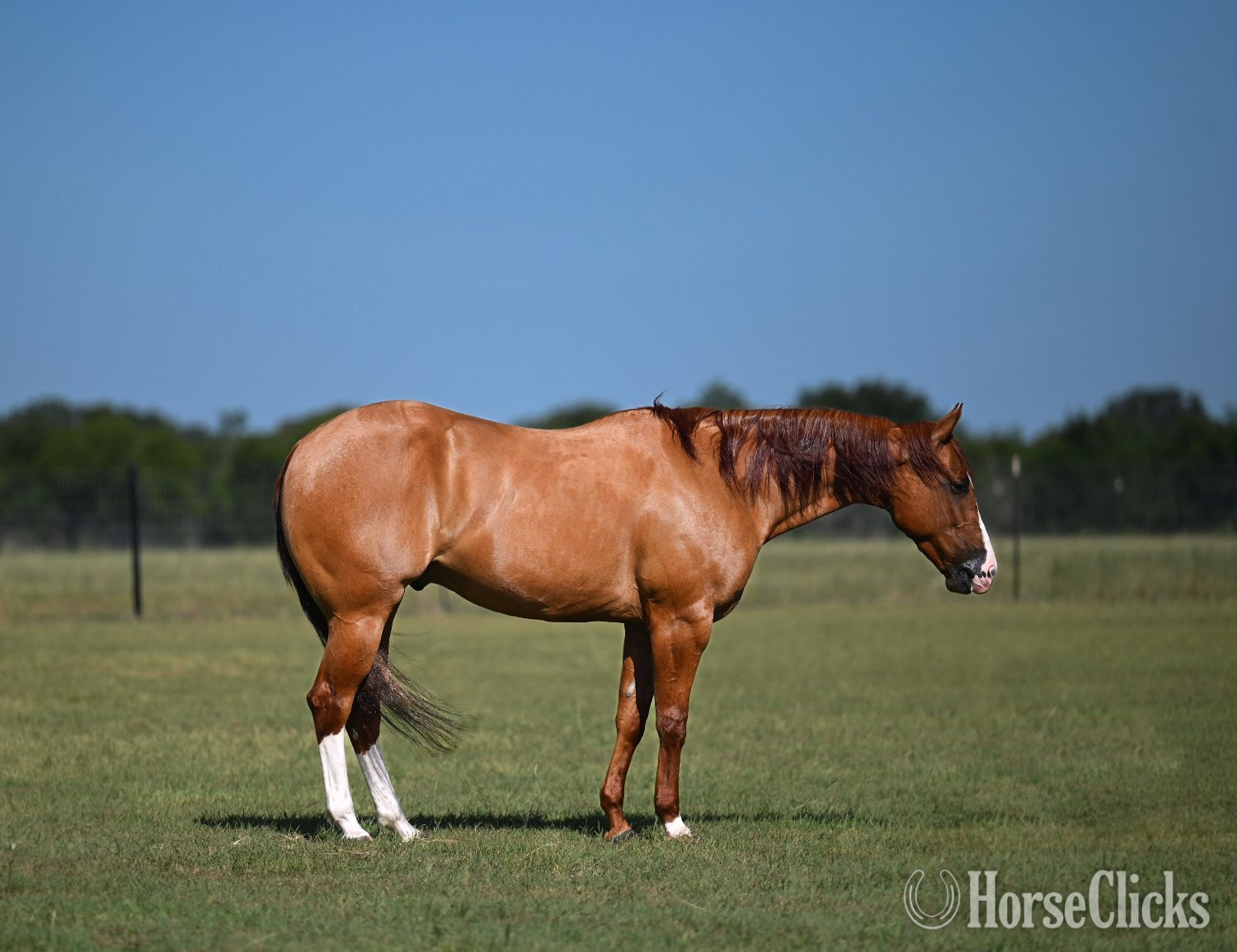 "Jango" Dun Gelding Quarter Horse in Texas