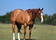 "Jango" Dun Gelding Quarter Horse