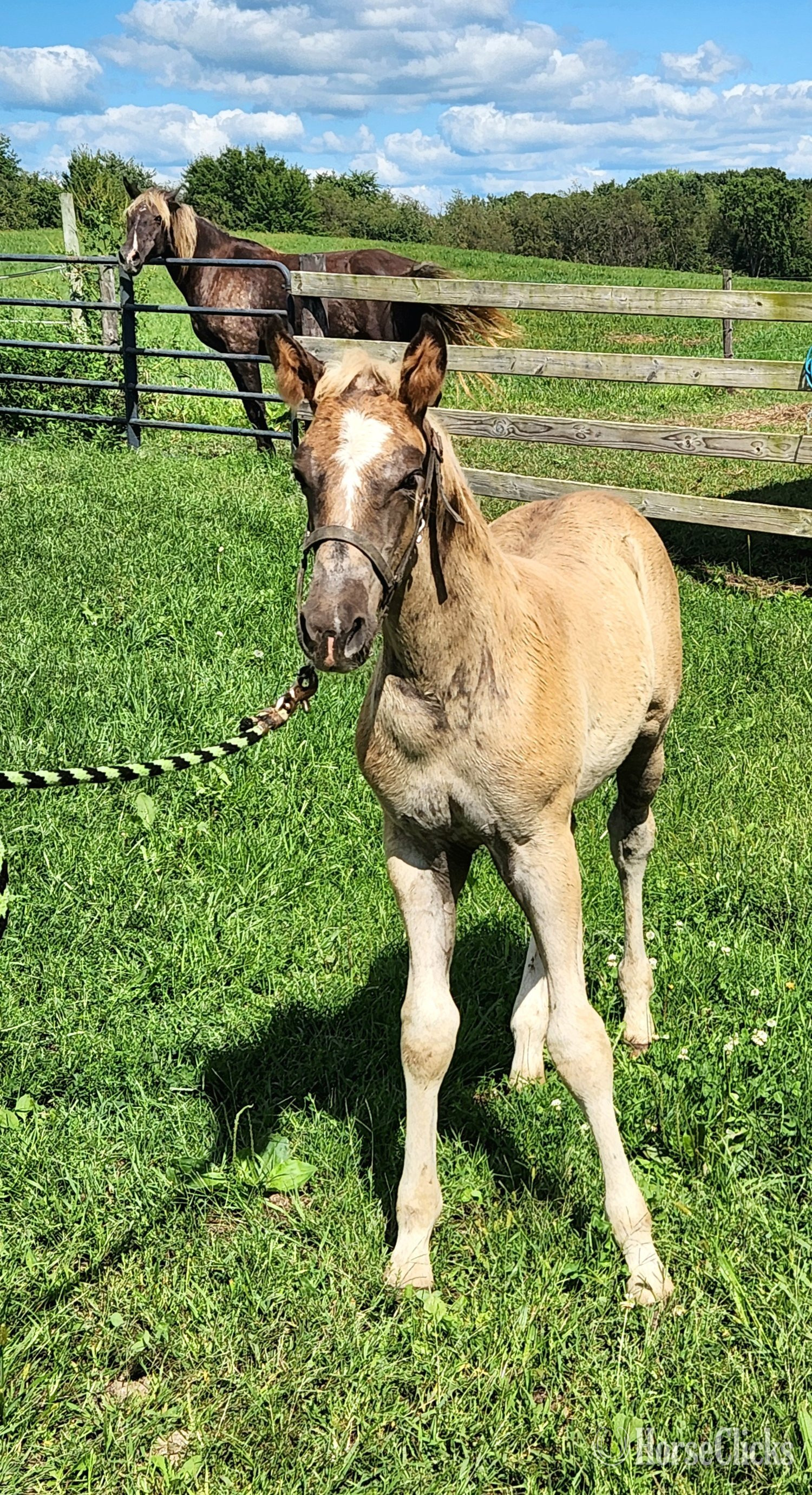 "Brew" Chocolate Colt Rocky Mountain in Michigan
