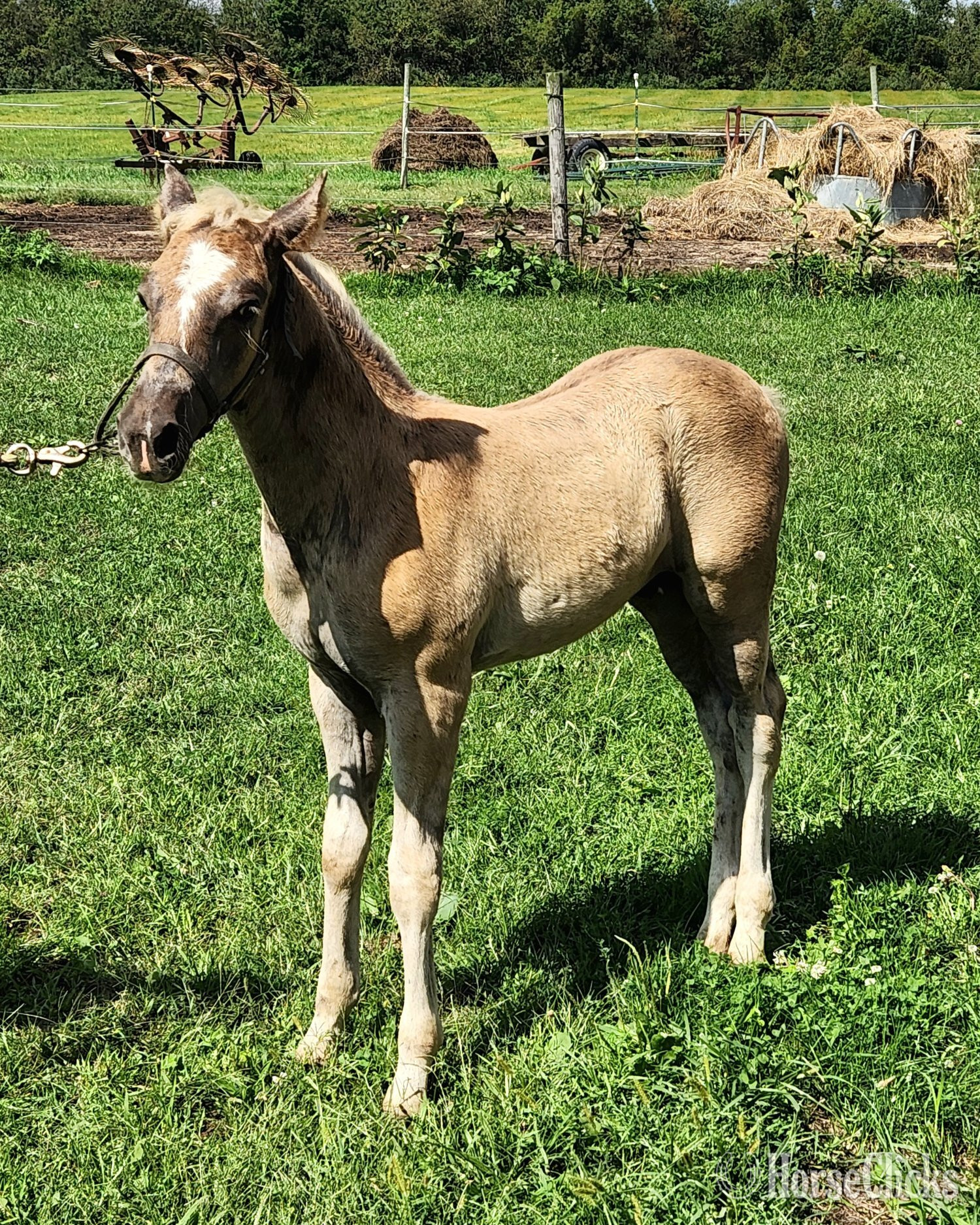 "Brew" Chocolate Colt Rocky Mountain