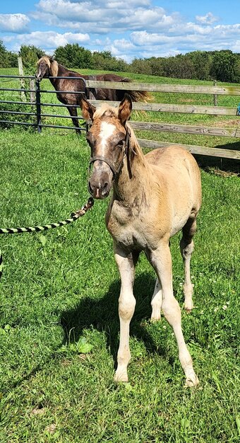 "Brew" Chocolate Colt Rocky Mountain
