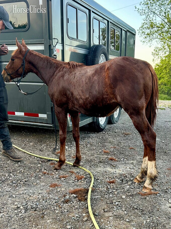 "Sigma Peppy Chic" Sorrel Colt Quarter Horse