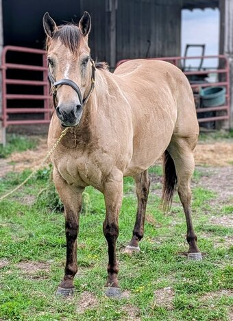 "Five o'clock somewhere aka “Tombstone”" Buckskin Gelding Quarter Horse
