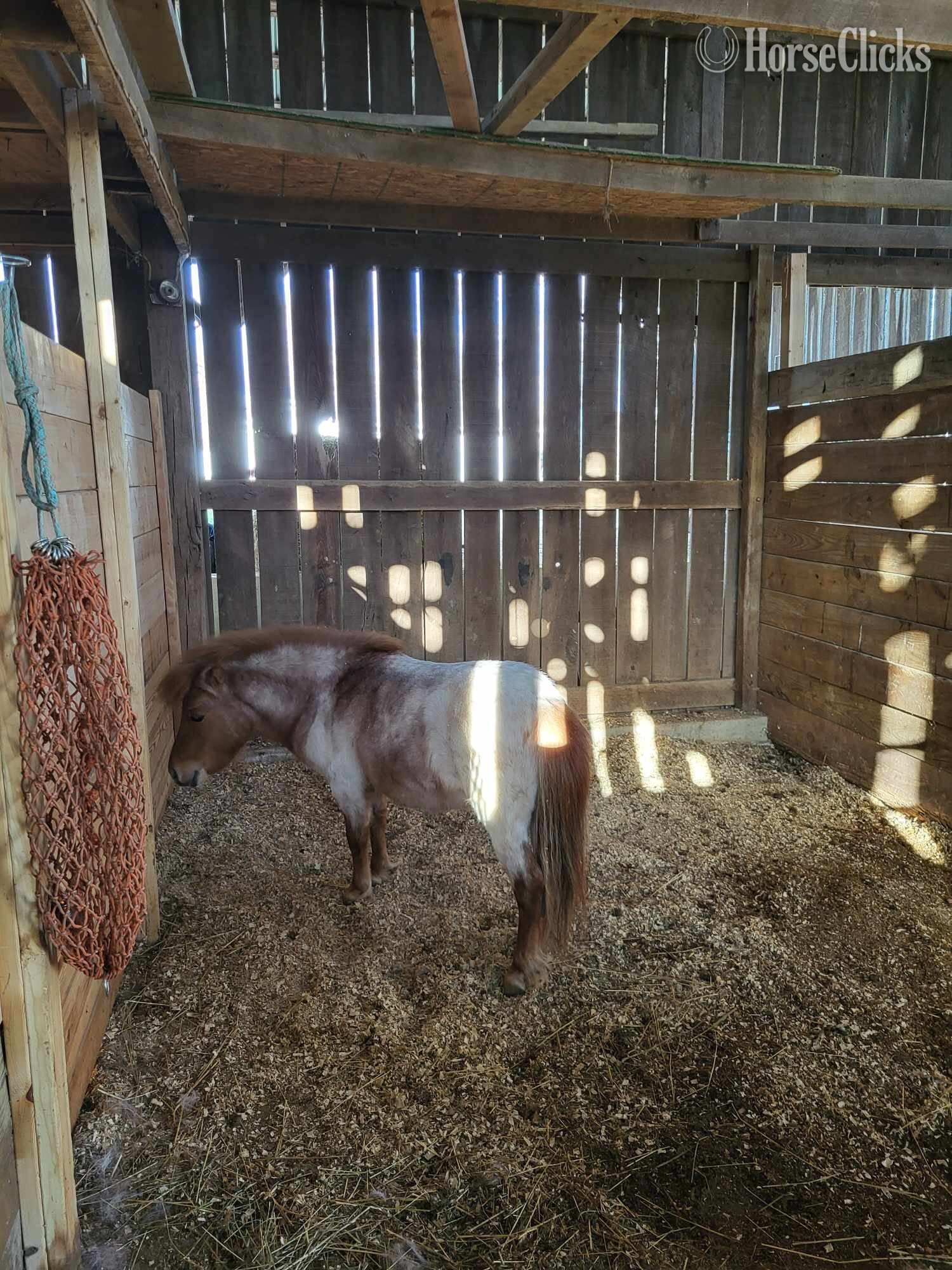 "Marshall " Red Roan Stallion American Miniature in Kentucky