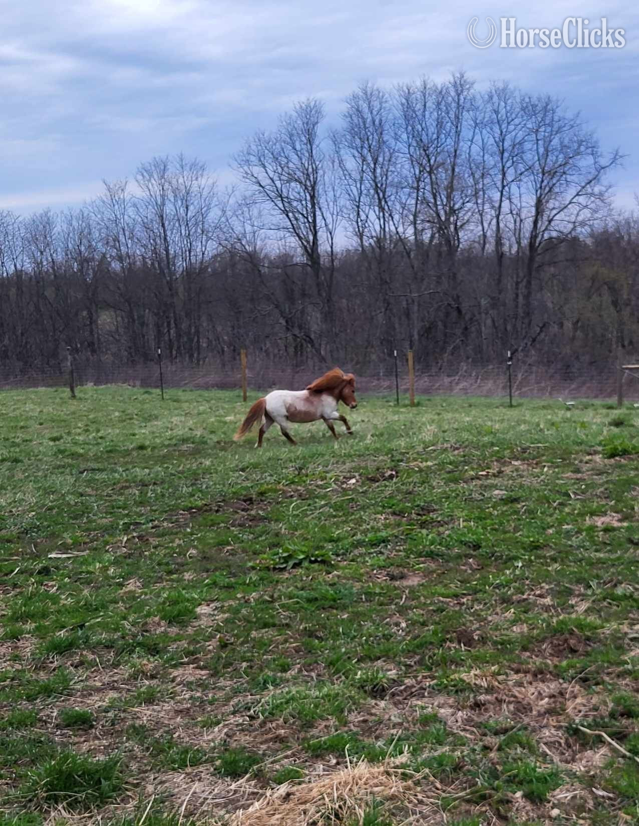 "Marshall " Red Roan Stallion American Miniature