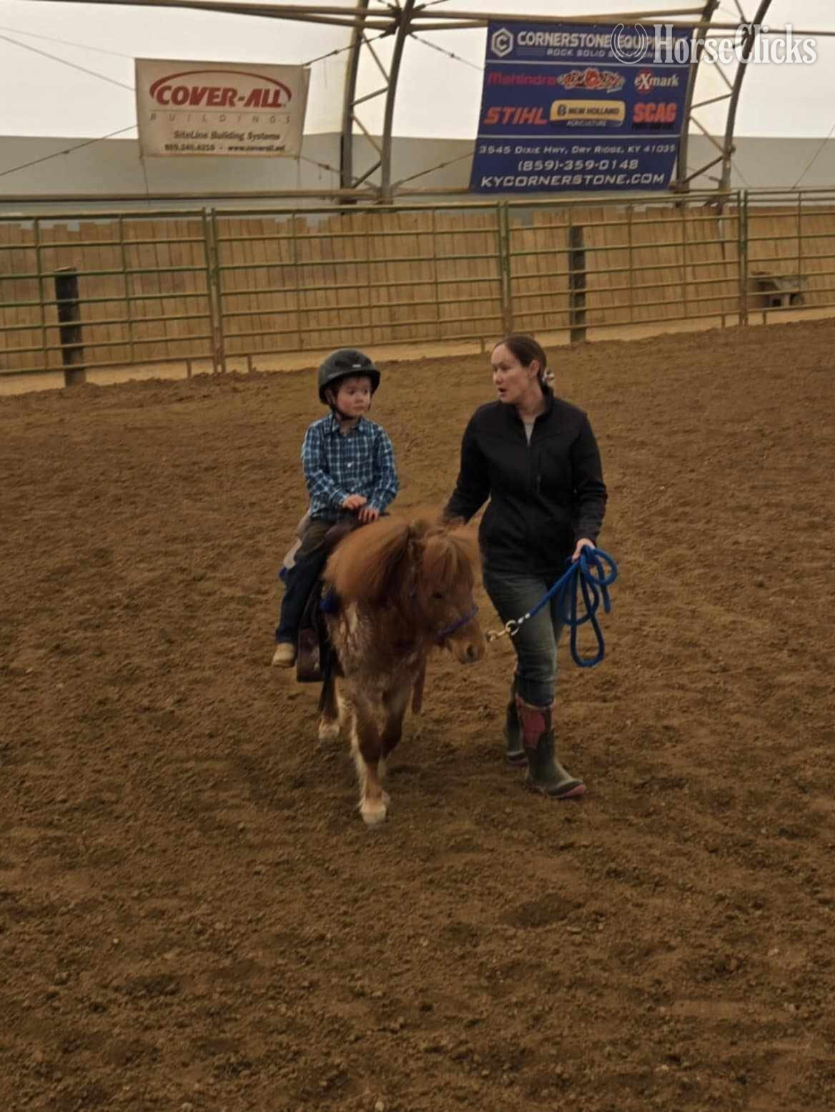 Kentucky "Marshall " Red Roan Stallion American Miniature