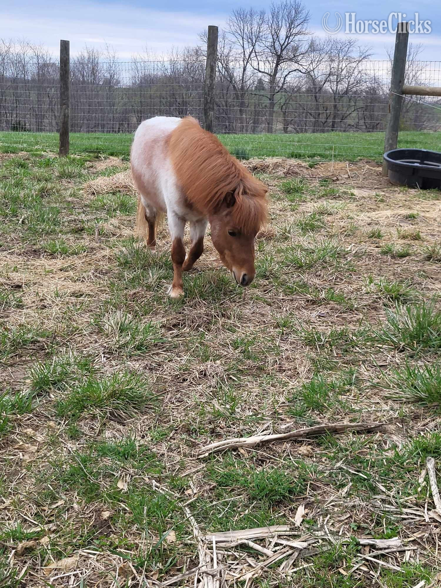 "Marshall " Red Roan Stallion American Miniature - American Miniature in Kentucky