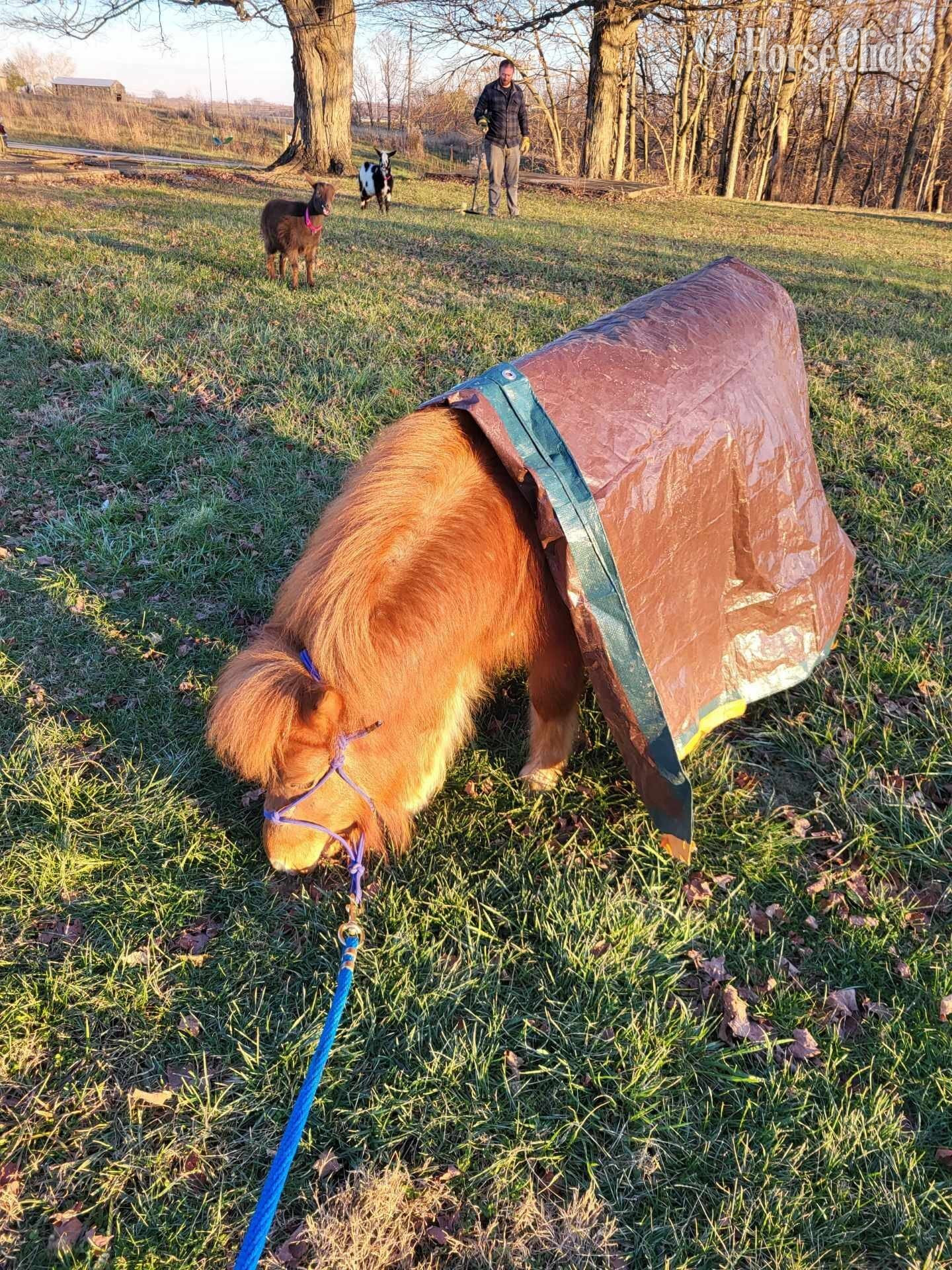 "Marshall " Red Roan Stallion American Miniature - American Miniature