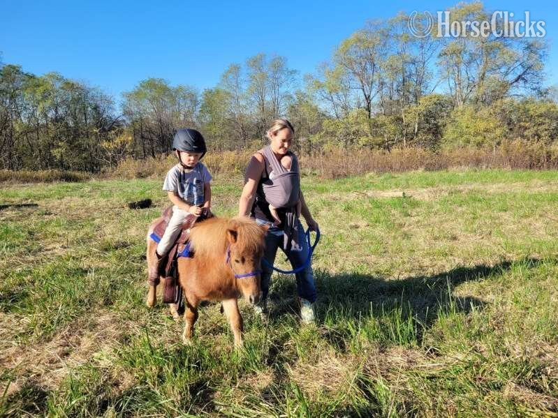 "Marshall " Red Roan Stallion American Miniature Kentucky