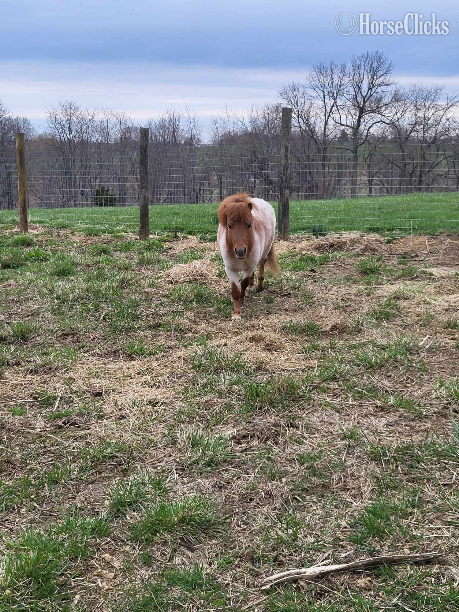 American Miniature - "Marshall " Red Roan Stallion American Miniature